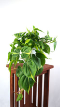 Large Philodendron Brasil Air Purifying Indoor Plant- Live Houseplant Plant - Pretty in Green Plants