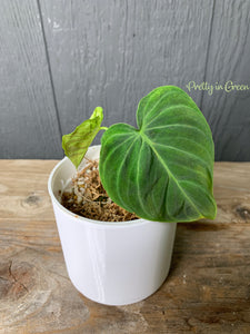 Philodendron Glorious (Gloriosum x Melanochrysum) - RARE AROID COLLECTION