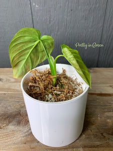 Philodendron Glorious (Gloriosum x Melanochrysum) - RARE AROID COLLECTION