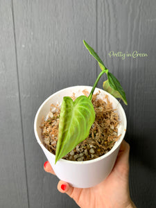 Philodendron Glorious (Gloriosum x Melanochrysum) - RARE AROID COLLECTION