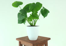 Monstera Deliciosa -SHIPS FREE (Swiss cheese plant) in 6" 3D Printed BioPot™