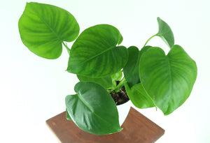 Monstera Deliciosa -SHIPS FREE (Swiss cheese plant) in 6" 3D Printed BioPot™