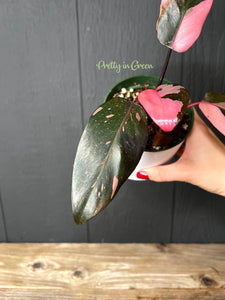 Pink Princess Philodendron - Rare Aroid Collection - SHIPS FREE