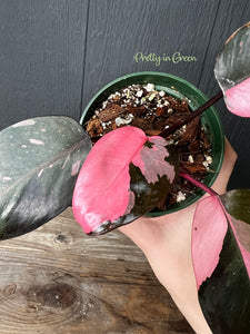 Pink Princess Philodendron - Rare Aroid Collection - SHIPS FREE