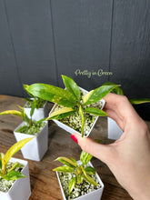 Philodendron Ring of Fire *High Variegation* - TC COLLECTION