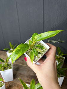 Philodendron Ring of Fire *Low Variegation* - TC COLLECTION