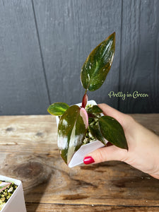 Philodendron Pink Princess - TC COLLECTION