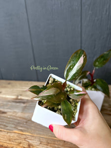 Philodendron Pink Princess - TC COLLECTION