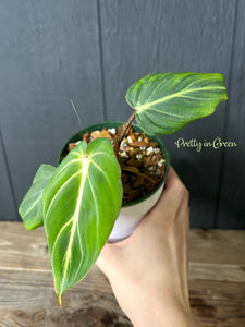Philodendron Glorious  -- Rare Aroid Collection