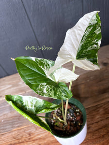 Syngonium Albo Variegated - Rare Aroid Collection