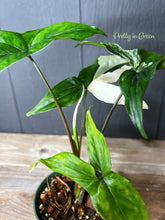 Syngonium Albo Variegated - Rare Aroid Collection