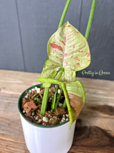 Syngonium Confetti Variegated - Rare Aroid Collection