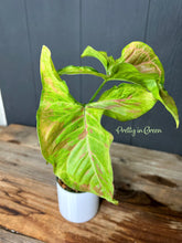 Syngonium Confetti Variegated - Rare Aroid Collection