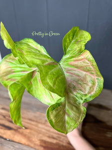 Syngonium Confetti Variegated - Rare Aroid Collection