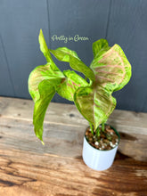 Syngonium Confetti Variegated - Rare Aroid Collection