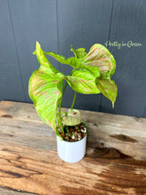 Syngonium Confetti Variegated - Rare Aroid Collection