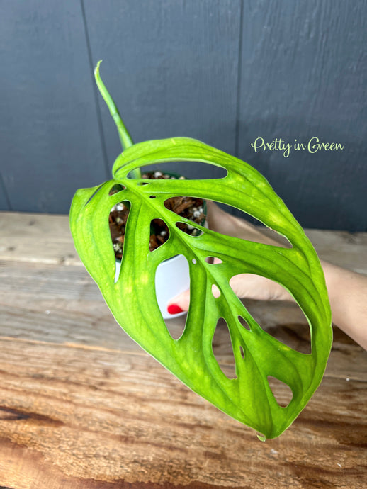 Monstera Esqueleto Epipremnoides - Rare Aroid Collection