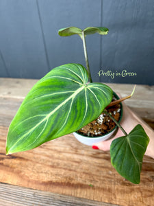 Philodendron Glorious  -- Rare Aroid Collection