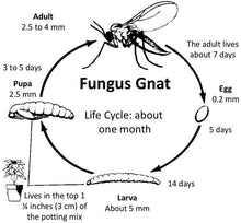Fungus Gnat Fighting Kit! Includes BTi, Gnat Sand, and Sticky Traps
