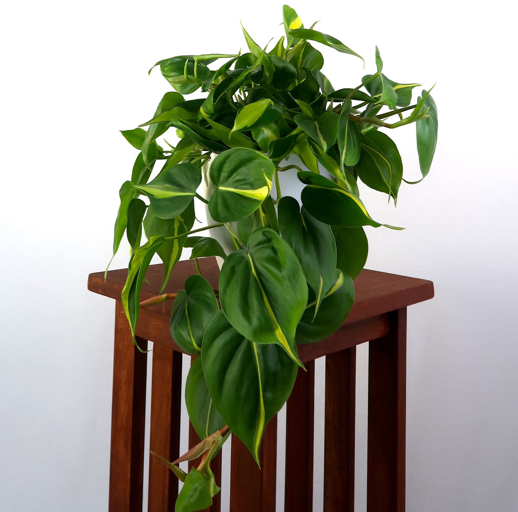 Large Philodendron Brasil. This plant is in a white pot that is 6 inches tall and 6 inches wide with a drainage hole at the bottom. The Philodendron Brasil has light heart shaped leaves that are green with yellow or bright green down the middle.